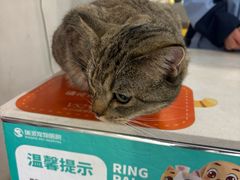 -伟伟宠物医院·CT影像中心·瑞派犬猫综合性门诊(汉口总院)