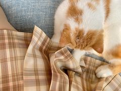 -有猫儿腻咖啡厅.猫咖