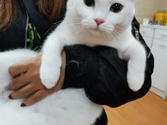 -北京观赏动物医院·24小时大型综合·猫专科·异宠专科