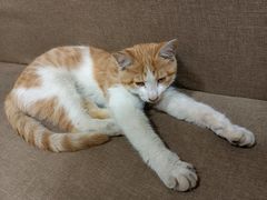 -正宗简阳羊肉汤(荣盛·布鲁明顿广场店)