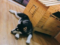 -Husky Go! 哈士奇体验馆·宠物咖啡厅狗咖