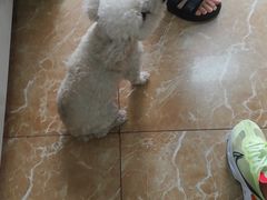 -A猫a狗全科·犬猫异宠·芥西宠物医院(南开总院)