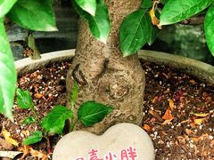 -四喜小胖·北京涮肉(五道营店)