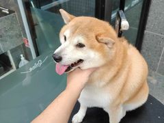 -宠物家(大兴旧宫店)