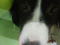 -瑞鹏瑞爱宠物医院·全科·猫科·血液透析中心(龙头寺店)