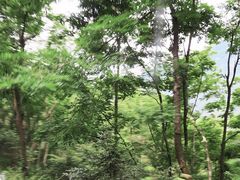 -牛背梁国家森林公园
