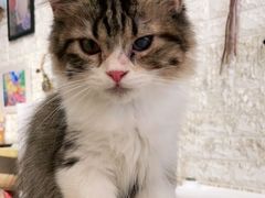 -平行世界·猫咖(首经贸店)