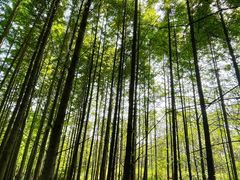 -桤木河湿地公园