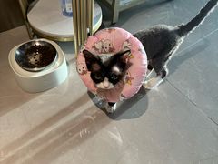 -瑞派福兴宠物医院犬猫全科·骨科·中西医结合(河东店)