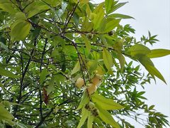 -寮步香市古镇休闲景区