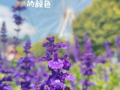 -百万葵园