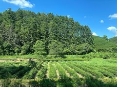 -武夷山风景名胜区-虎啸岩