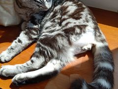 -芭比堂爱心动物医院(柯桥康爱分院)