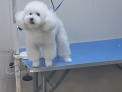 -转角宠物(转塘方家苑店)