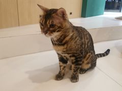 -飞行喵MR PILOT|猫舍·猫咖(静安大融城店)