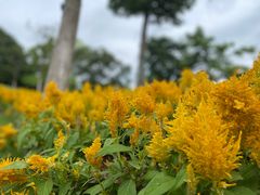 -东莞植物园