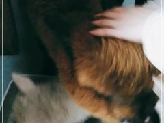 -猫色咖啡·猫咖