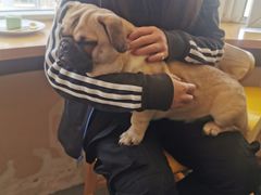 -喜柴咖啡·柴犬狗咖