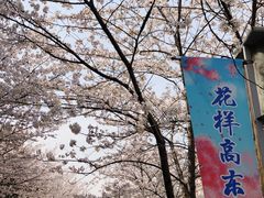 -高东镇樱花园