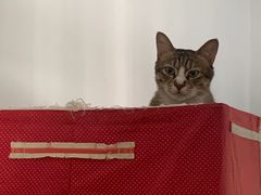 -御宝贝·A梦猫科宠物医院(国际猫友好医院)