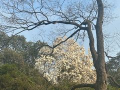 -杭州植物园