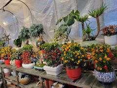 -双季花艺园艺市场(浦东店)