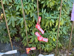 -鹤冈八幡宫