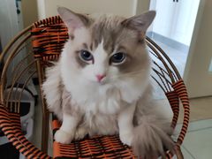 -瑞鹏宠物医院犬猫全科(真大分院)