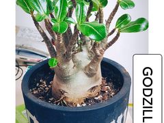 -花鸟鱼虫鲜花绿植市场(玉泉路店)