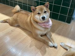 -是阿柴呀！柴犬咖啡·爱喵喵猫咖