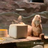 呆萌的小可爱 摸起来真舒服