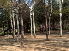 -森林公园(尖草坪区)