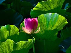 -莲花池公园