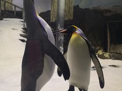 -悉尼海洋生物水族馆
