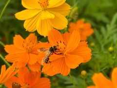 -亚龙湾国际玫瑰谷