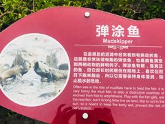 -北海金海湾红树林生态旅游区