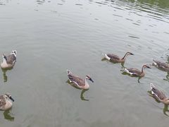 -翠湖国家城市湿地公园