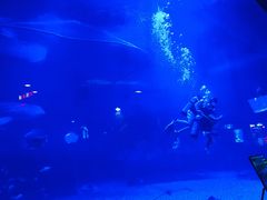 -烟台海昌鲸鲨海洋公园