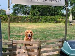 -趣多多宠物公园·宠物训犬学校·宠物寄养