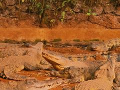 -海南热带野生动植物园