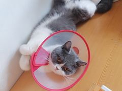 -瑞派长江宠物医院·猫科·外科·24小时夜护(谊城公寓分院)