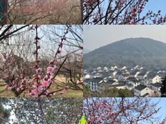 -香雪海