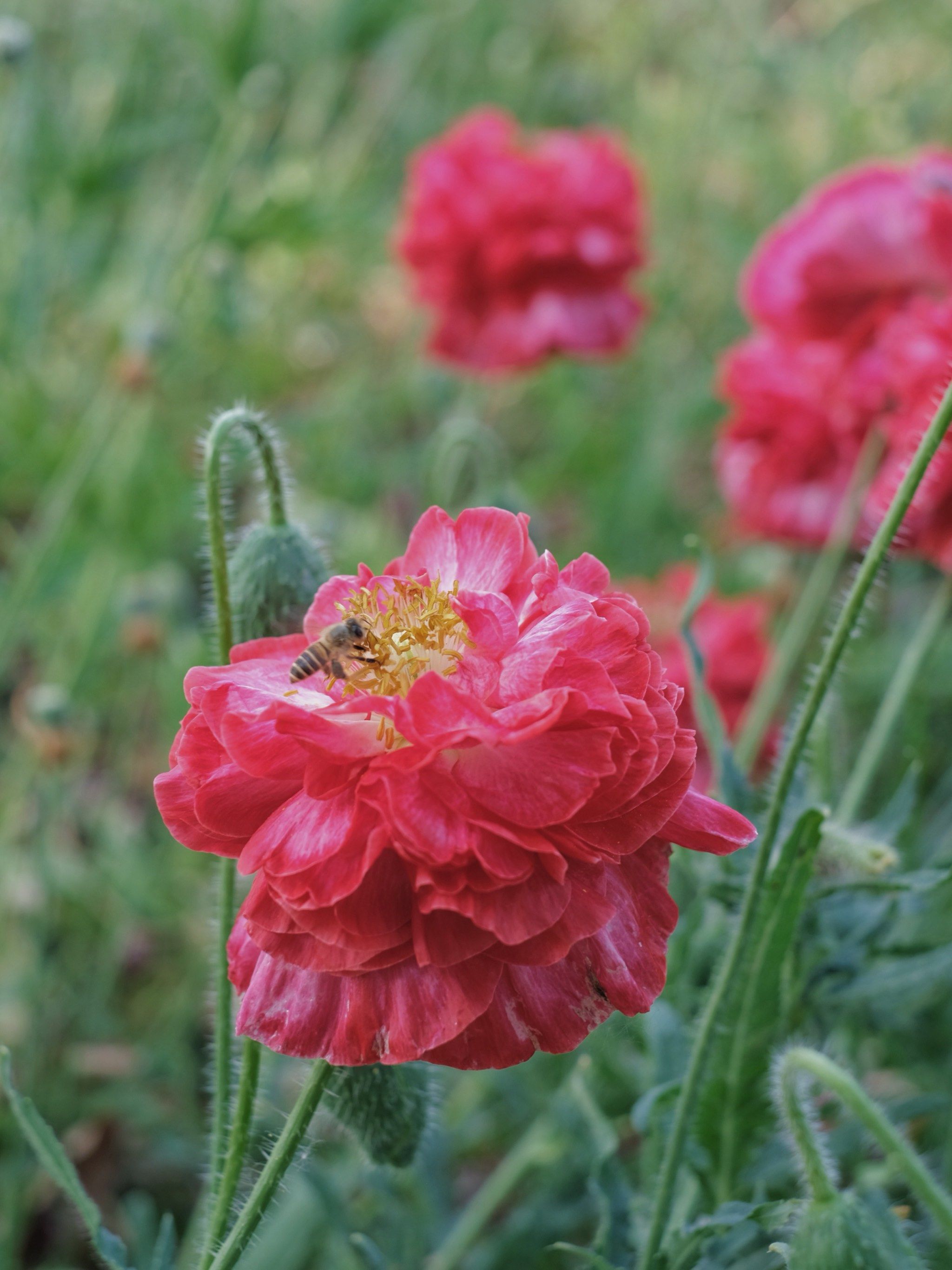 苏州最美虞美人花海
