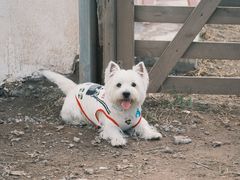 -趣多多宠物公园·宠物训犬学校·宠物寄养