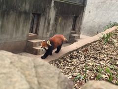 -成都大熊猫繁育研究基地