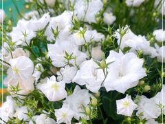 -保定市花鸟鱼虫市场