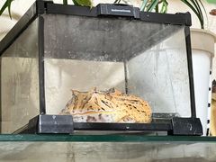 -吉丁鸟咖·异宠·寄养
