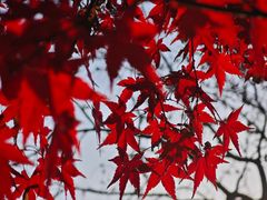 -昆山城市生态森林公园