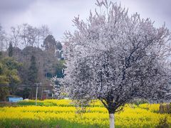 -聚味轩酒楼(东升街店)