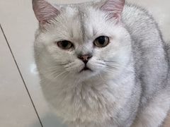 -平行世界·猫咖(首经贸店)